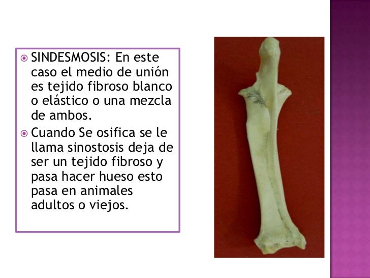 artrologia veterinaria